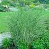 Fast Growing Trees Little Kitten Maiden Grass
