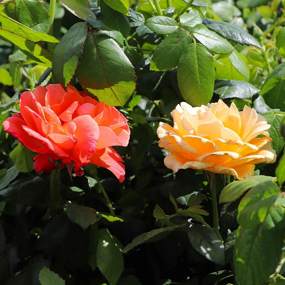 Fast Growing Trees Livin' Easy™ And Easy-Going™ Two-fer® Rose Tree Rose Trees 5 Fast Growing Trees Livin' Easy™ And Easy-Going™ Two-fer® Rose Tree Rose Trees