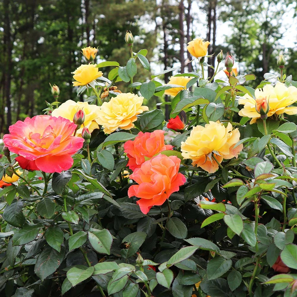 Fast Growing Trees Livin' Easy™ And Easy-Going™ Two-fer® Rose Tree Rose Trees 4 Fast Growing Trees Livin' Easy™ And Easy-Going™ Two-fer® Rose Tree Rose Trees