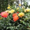 Fast Growing Trees Livin' Easy™ And Easy-Going™ Two-fer® Rose Tree Rose Trees 2 Fast Growing Trees Livin' Easy™ And Easy-Going™ Two-fer® Rose Tree Rose Trees