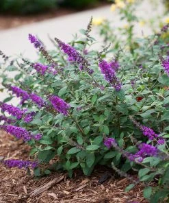 Fast Growing Trees Lo And Behold® 'Blue Chip' Butterfly Bush