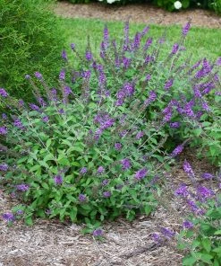 Fast Growing Trees Lo And Behold® 'Blue Chip' Butterfly Bush
