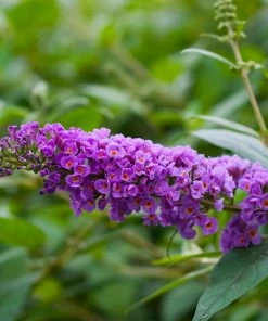 Fast Growing Trees Lo And Behold® 'Blue Chip' Butterfly Bush