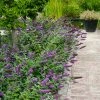Fast Growing Trees Lo And Behold® 'Blue Chip' Butterfly Bush
