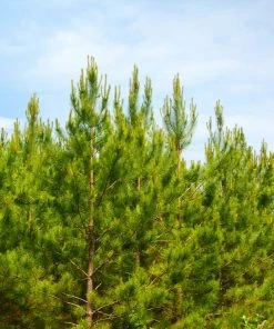Fast Growing Trees Loblolly Pine Tree