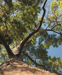Fast Growing Trees Loblolly Pine Tree