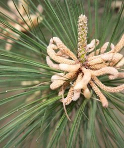 Fast Growing Trees Loblolly Pine Tree
