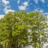 Fast Growing Trees Loblolly Pine Tree