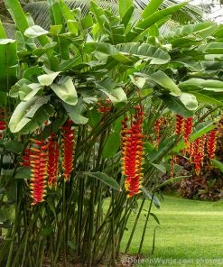 Fast Growing Trees Lobster Claw Plant See All Shrubs & Hedges