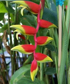 Fast Growing Trees Lobster Claw Plant See All Shrubs & Hedges