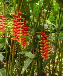 Fast Growing Trees Lobster Claw Plant See All Shrubs & Hedges