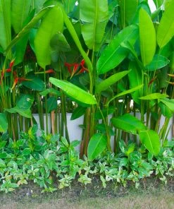 Fast Growing Trees Lobster Claw Plant See All Shrubs & Hedges