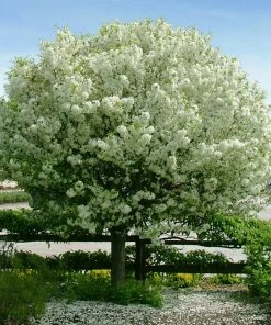 Fast Growing Trees Lollipop® Crabapple Tree Crabapple Trees