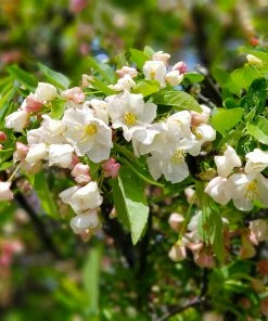 Fast Growing Trees Lollipop® Crabapple Tree Crabapple Trees