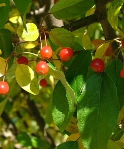 Fast Growing Trees Lollipop® Crabapple Tree Crabapple Trees