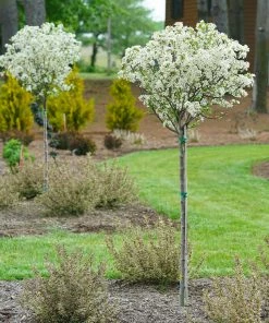 Fast Growing Trees Lollipop® Crabapple Tree Crabapple Trees
