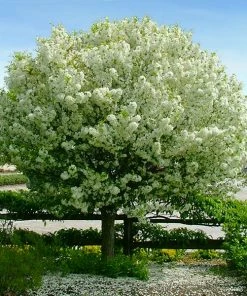 Fast Growing Trees Lollipop® Crabapple Tree Crabapple Trees