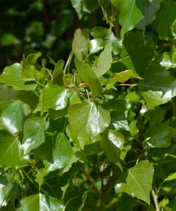 Fast Growing Trees Lombardy Poplar Tree Poplar Trees