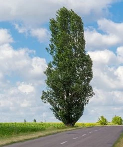 Fast Growing Trees Lombardy Poplar Tree Poplar Trees