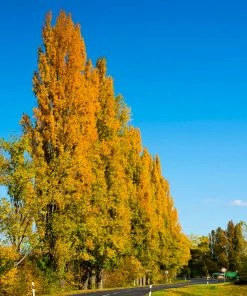 Fast Growing Trees Lombardy Poplar Tree Poplar Trees