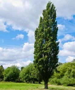 Fast Growing Trees Lombardy Poplar Tree Poplar Trees