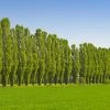 Fast Growing Trees Lombardy Poplar Tree Poplar Trees