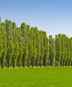 Fast Growing Trees Lombardy Poplar Tree Poplar Trees
