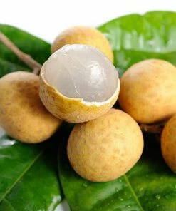 Fast Growing Trees Tropical Fruit Trees Longan Tree