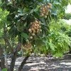 Fast Growing Trees Tropical Fruit Trees Longan Tree