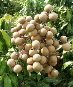 Fast Growing Trees Tropical Fruit Trees Longan Tree