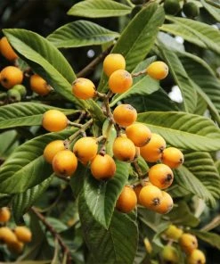 Fast Growing Trees Loquat 'Japanese Plum' Tree