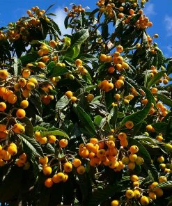 Fast Growing Trees Loquat 'Japanese Plum' Tree
