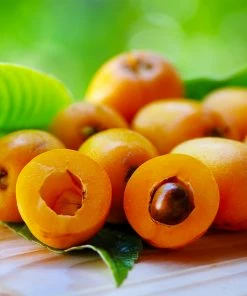 Fast Growing Trees Loquat 'Japanese Plum' Tree