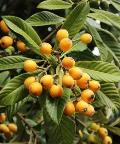 Fast Growing Trees Loquat 'Japanese Plum' Tree