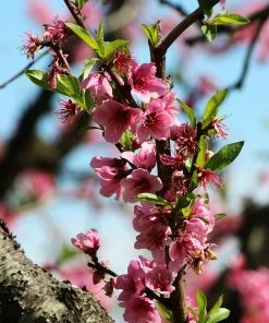 Fast Growing Trees Peach Trees Loring Peach Tree (USDA Organic)