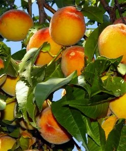 Fast Growing Trees Peach Trees Loring Peach Tree (USDA Organic)
