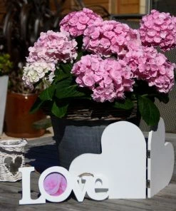 Fast Growing Trees Love Hydrangea