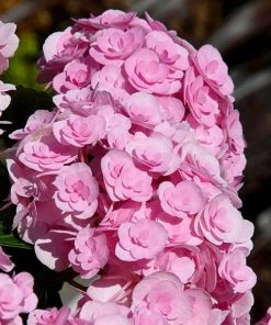 Fast Growing Trees Love Hydrangea