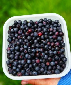 Fast Growing Trees See All Fruit Trees Lowbush Blueberry