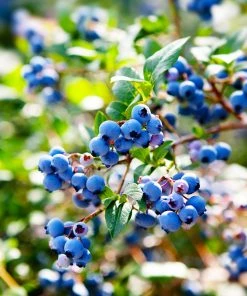 Fast Growing Trees See All Fruit Trees Lowbush Blueberry