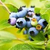 Fast Growing Trees See All Fruit Trees Lowbush Blueberry