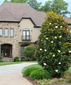 Fast Growing Trees Little Gem Magnolia Tree