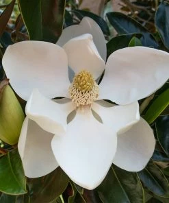 Fast Growing Trees Little Gem Magnolia Tree