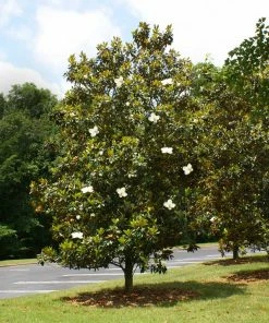 Fast Growing Trees Little Gem Magnolia Tree