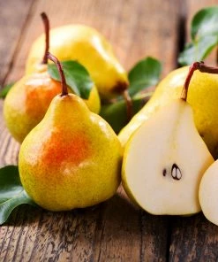 Fast Growing Trees Pear Trees Luscious Pear Tree