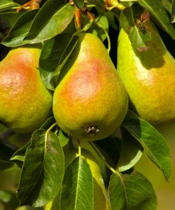 Fast Growing Trees Pear Trees Luscious Pear Tree 9 Fast Growing Trees Pear Trees Luscious Pear Tree