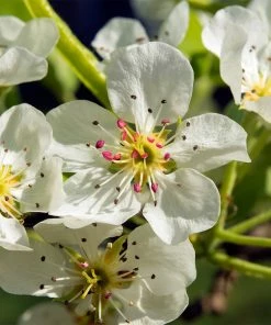 Fast Growing Trees Pear Trees Luscious Pear Tree 10 Fast Growing Trees Pear Trees Luscious Pear Tree