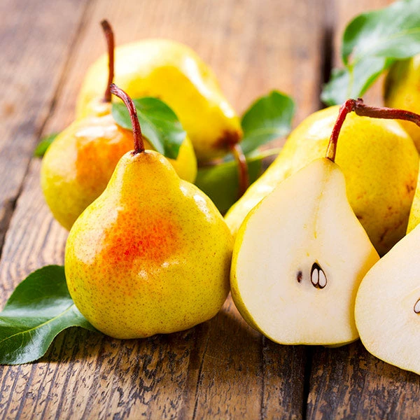 Fast Growing Trees Pear Trees Luscious Pear Tree 3 Fast Growing Trees Pear Trees Luscious Pear Tree