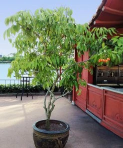 Fast Growing Trees Lychee Tree See All Fruit Trees