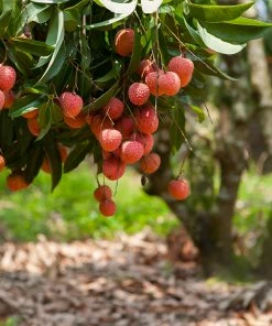 Fast Growing Trees Lychee Tree See All Fruit Trees